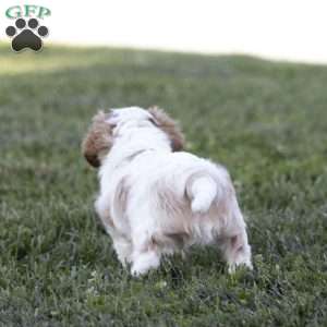 Clark, Cavalier King Charles Spaniel Puppy